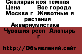 Скалярия коя темная › Цена ­ 50 - Все города, Москва г. Животные и растения » Аквариумистика   . Чувашия респ.,Алатырь г.